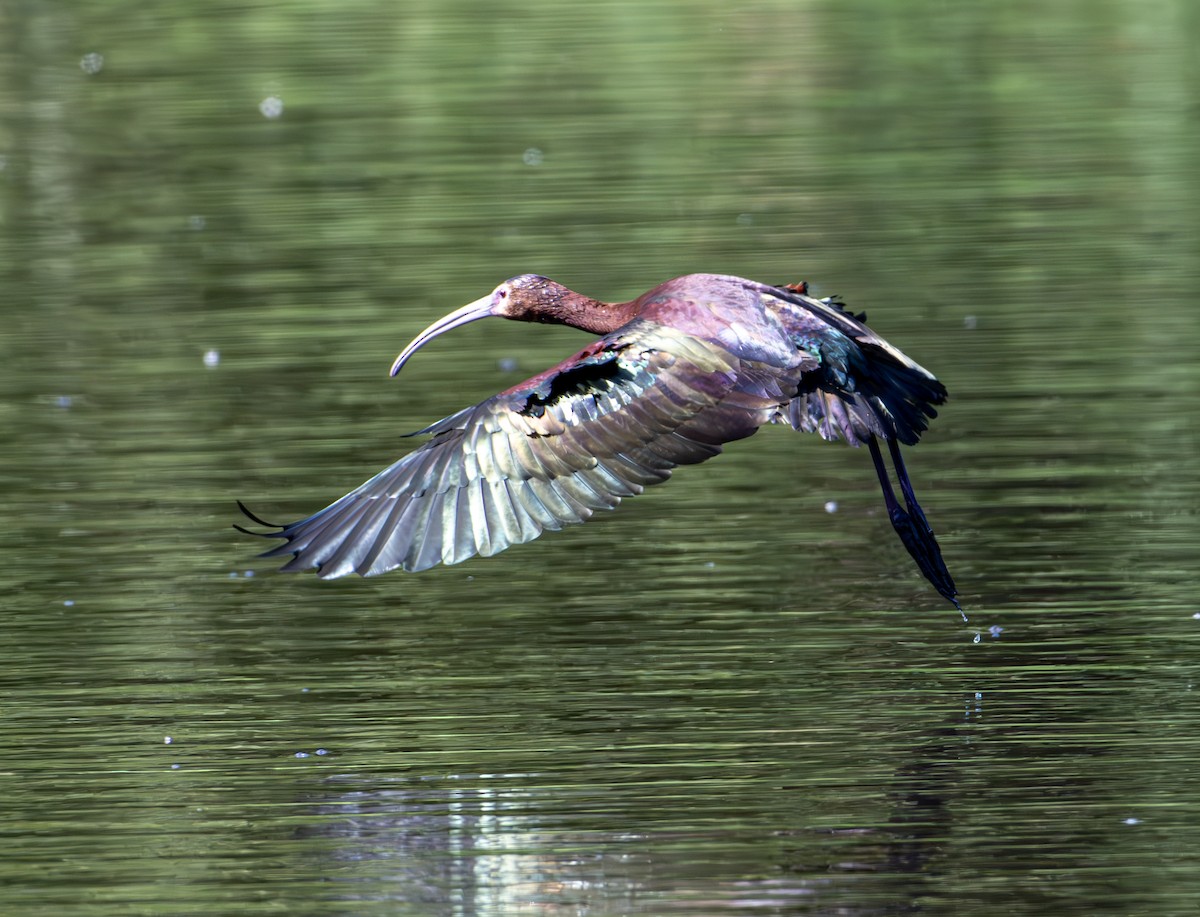 White-faced Ibis - ML637709313