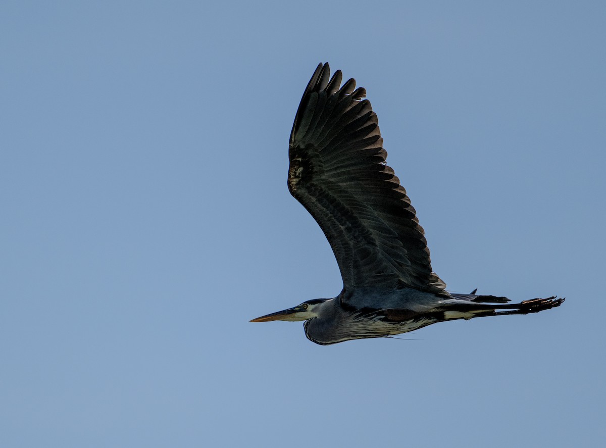 Great Blue Heron - ML637709324