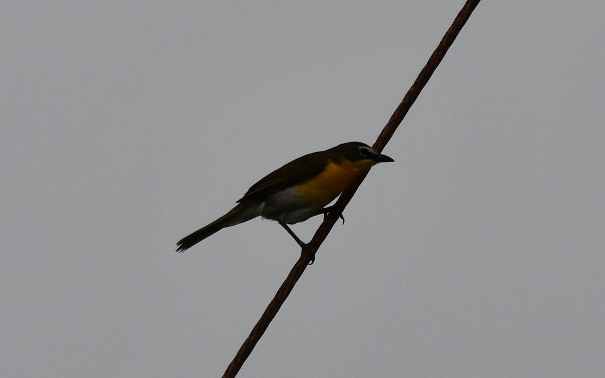 Yellow-breasted Chat - ML637709325