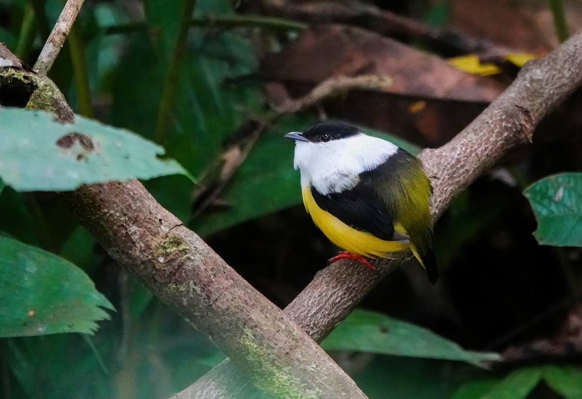 White-collared Manakin - ML637709326
