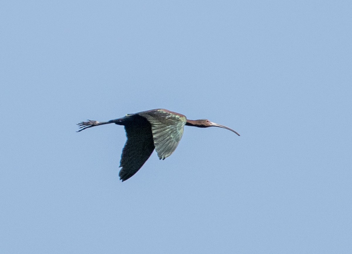 White-faced Ibis - ML637709327