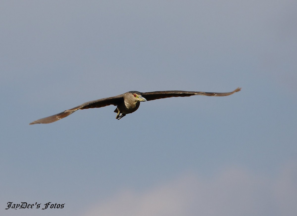 Black-crowned Night Heron - ML637709333