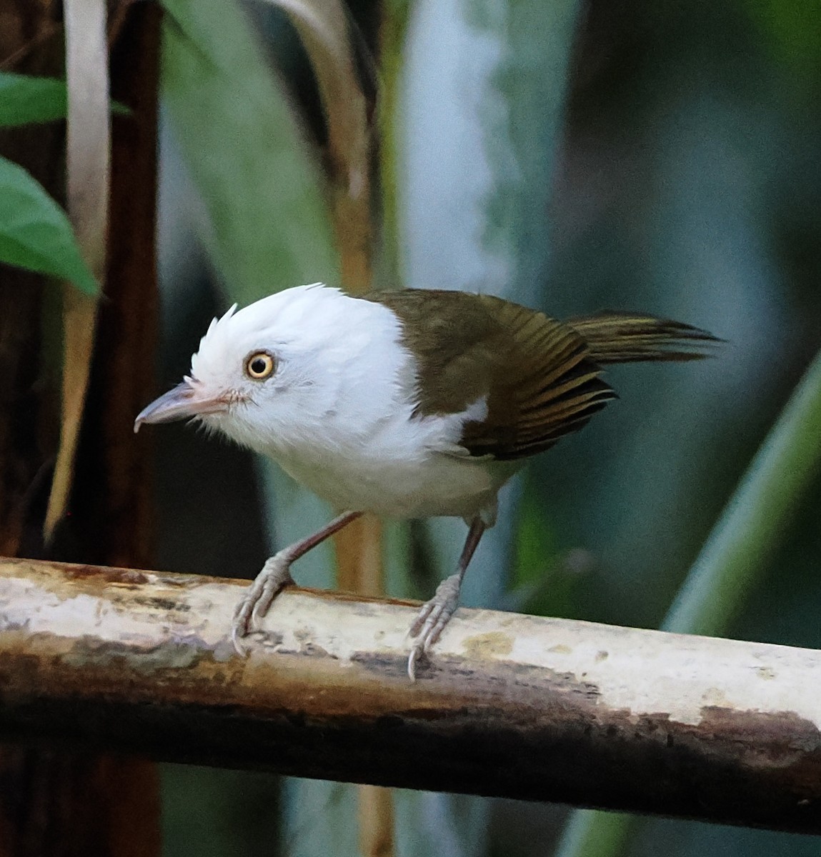 White-hooded Babbler - ML637709369