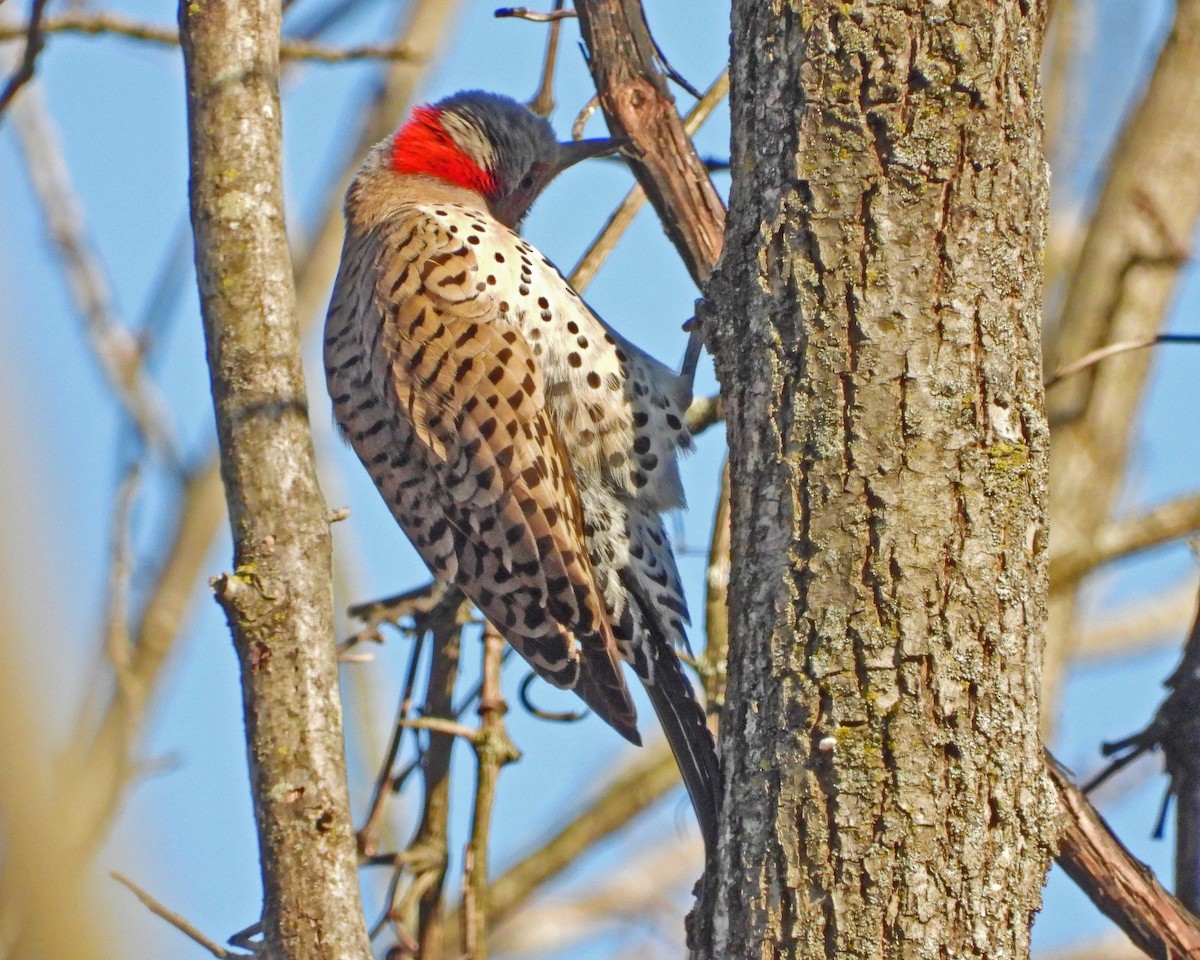 Northern Flicker - ML637709389