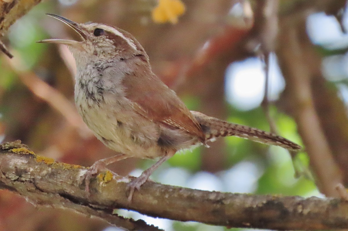 Bewick's Wren - ML637709390