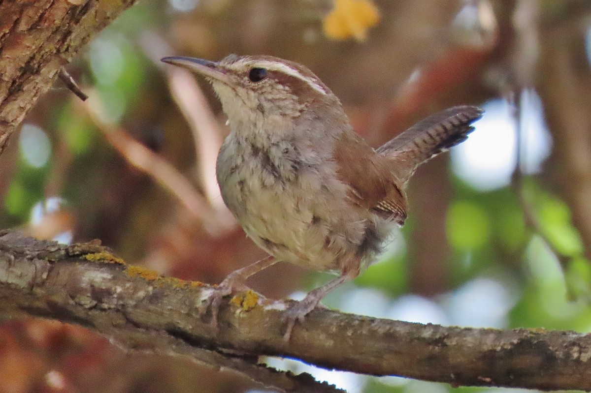 Bewick's Wren - ML637709391