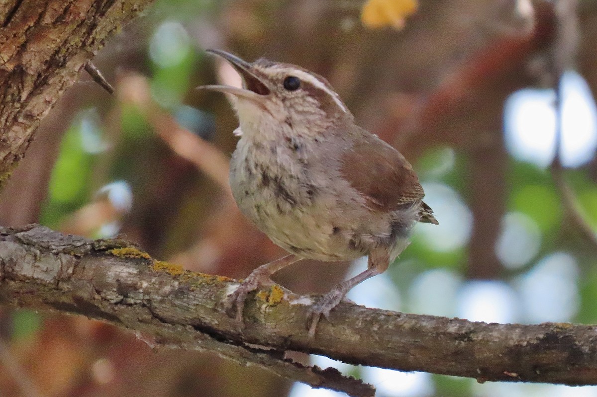 Bewick's Wren - ML637709392