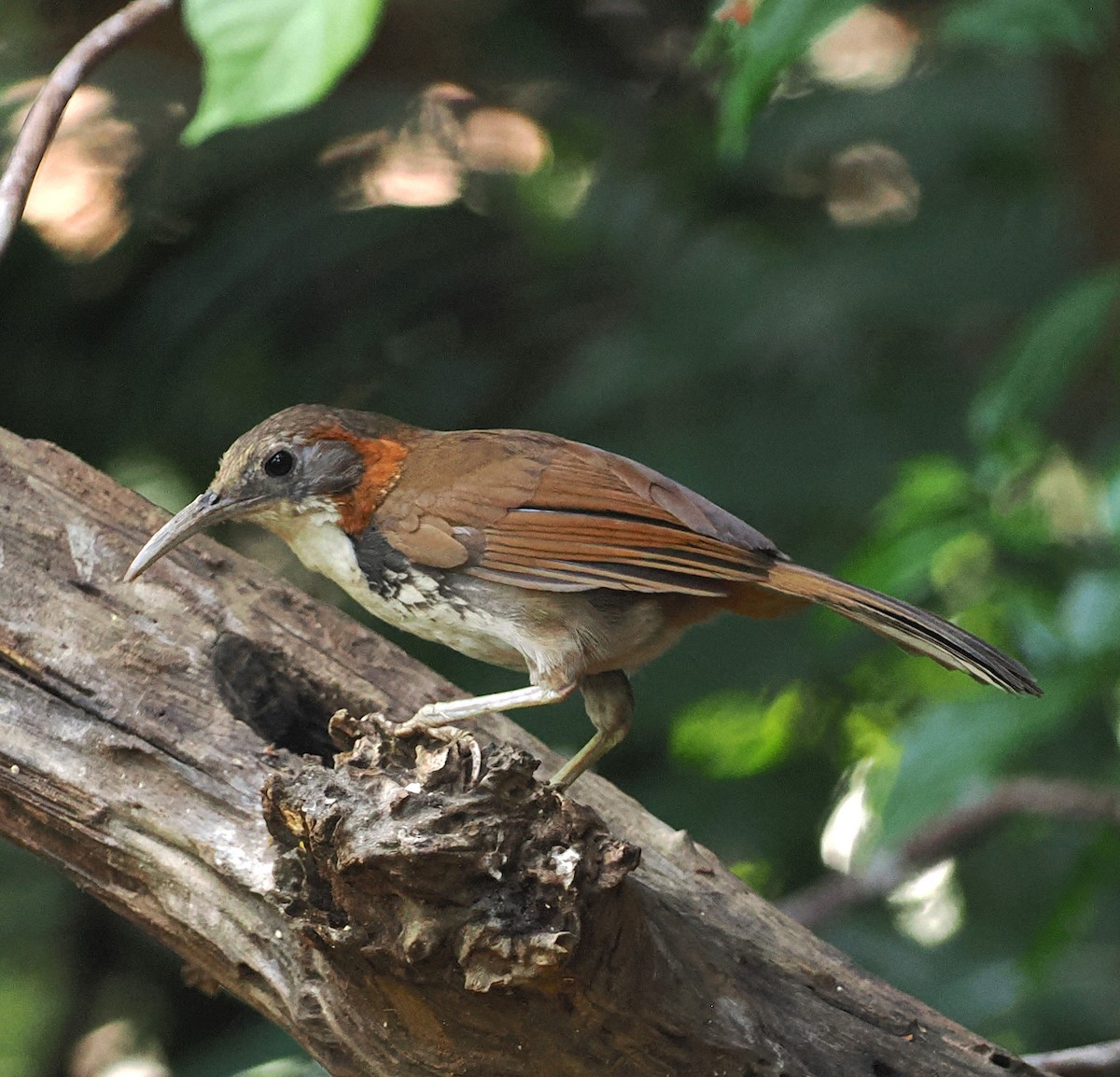 Large Scimitar-Babbler - ML637709407