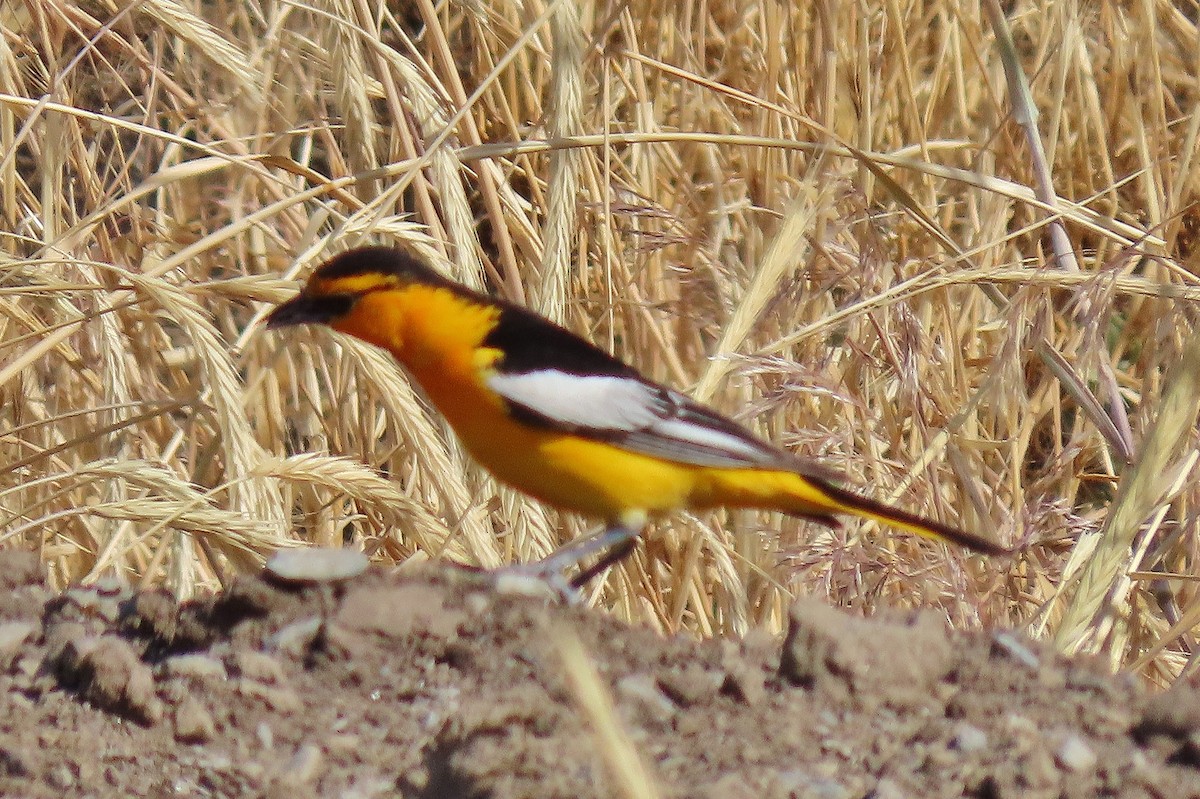 Bullock's Oriole - ML637709409