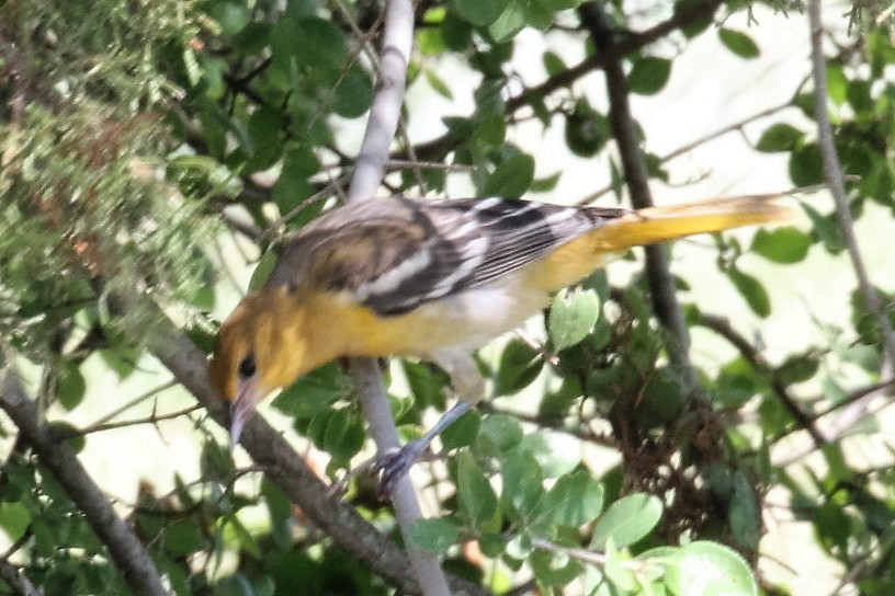 Baltimore Oriole - ML63770941