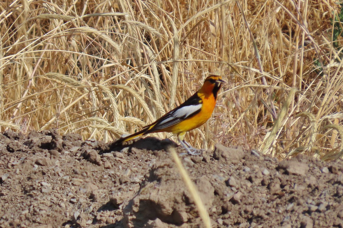 Bullock's Oriole - ML637709410
