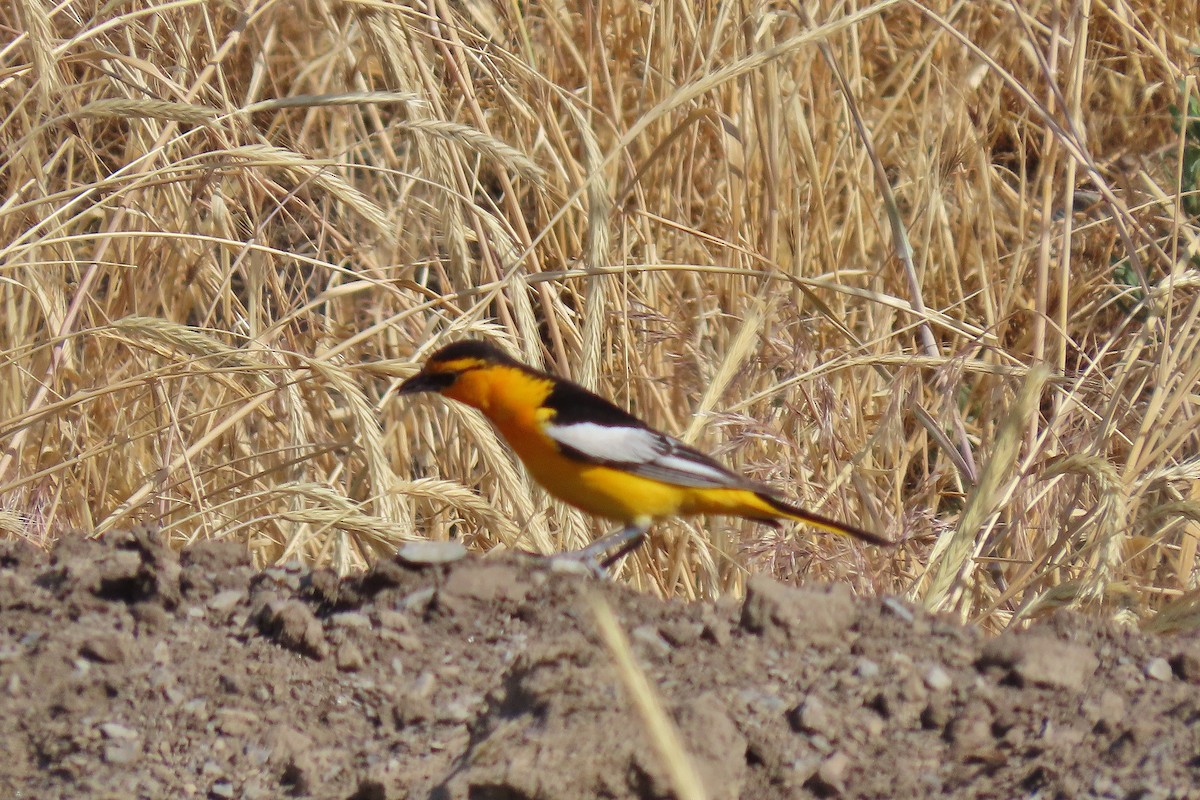 Bullock's Oriole - ML637709411