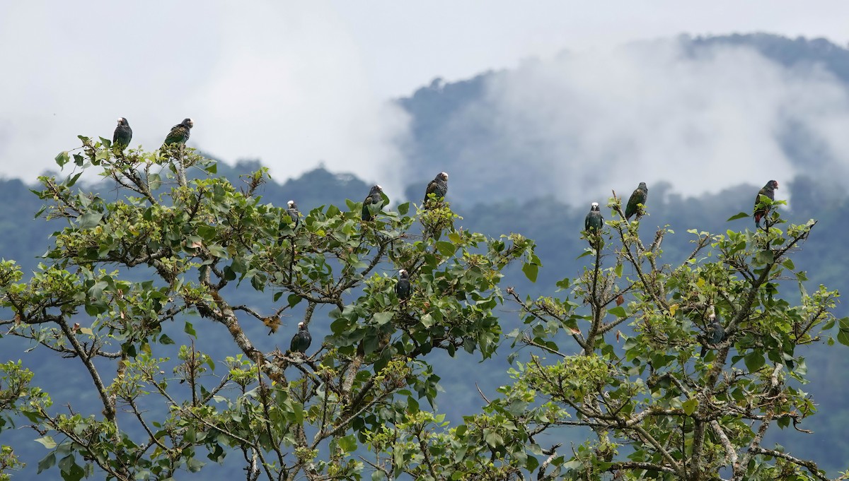 White-crowned Parrot - ML637709413