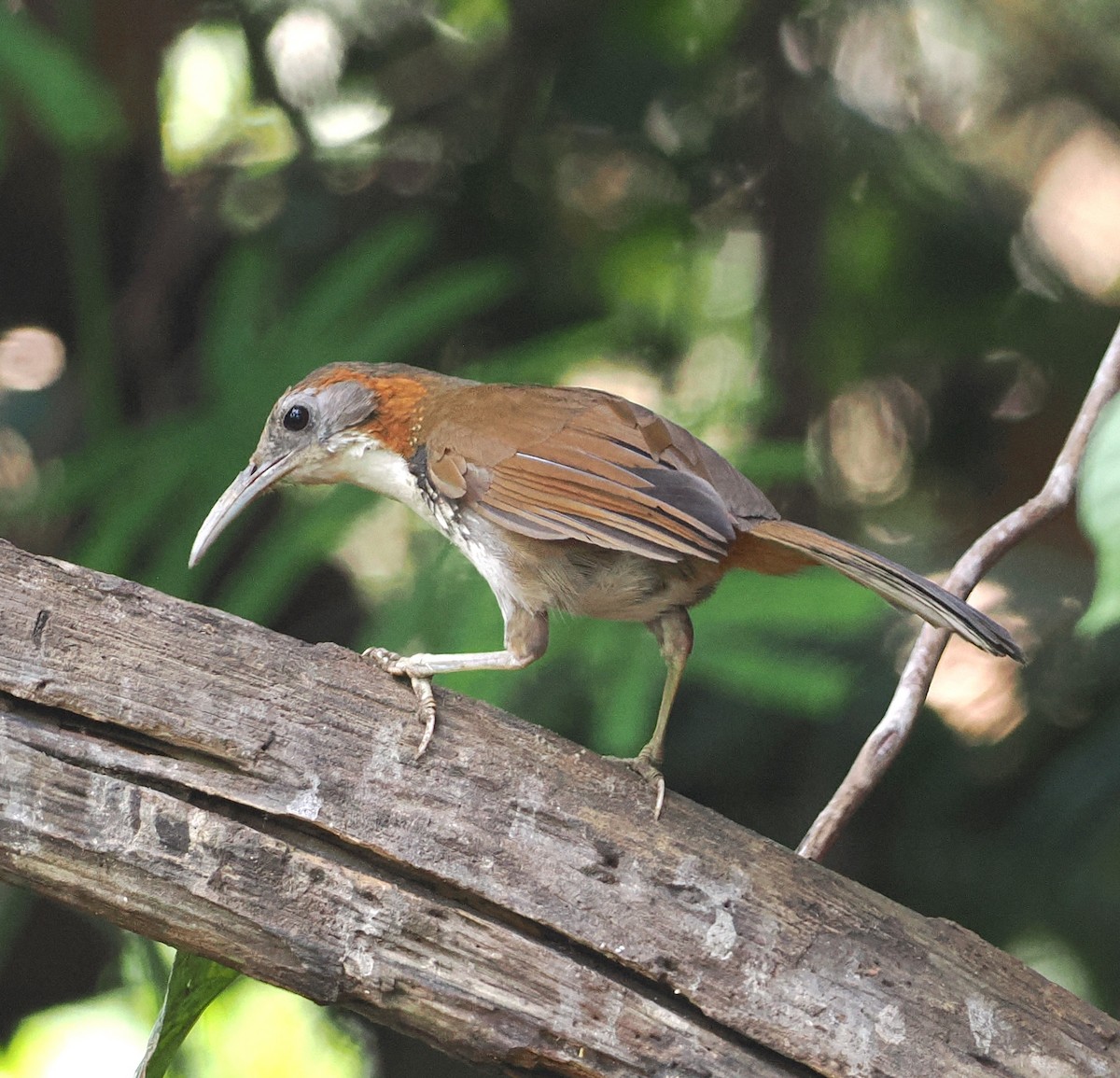 Large Scimitar-Babbler - ML637709421