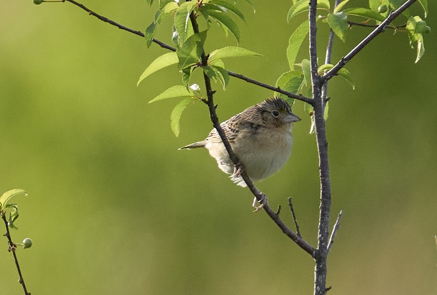 Grasshopper Sparrow - ML637709441
