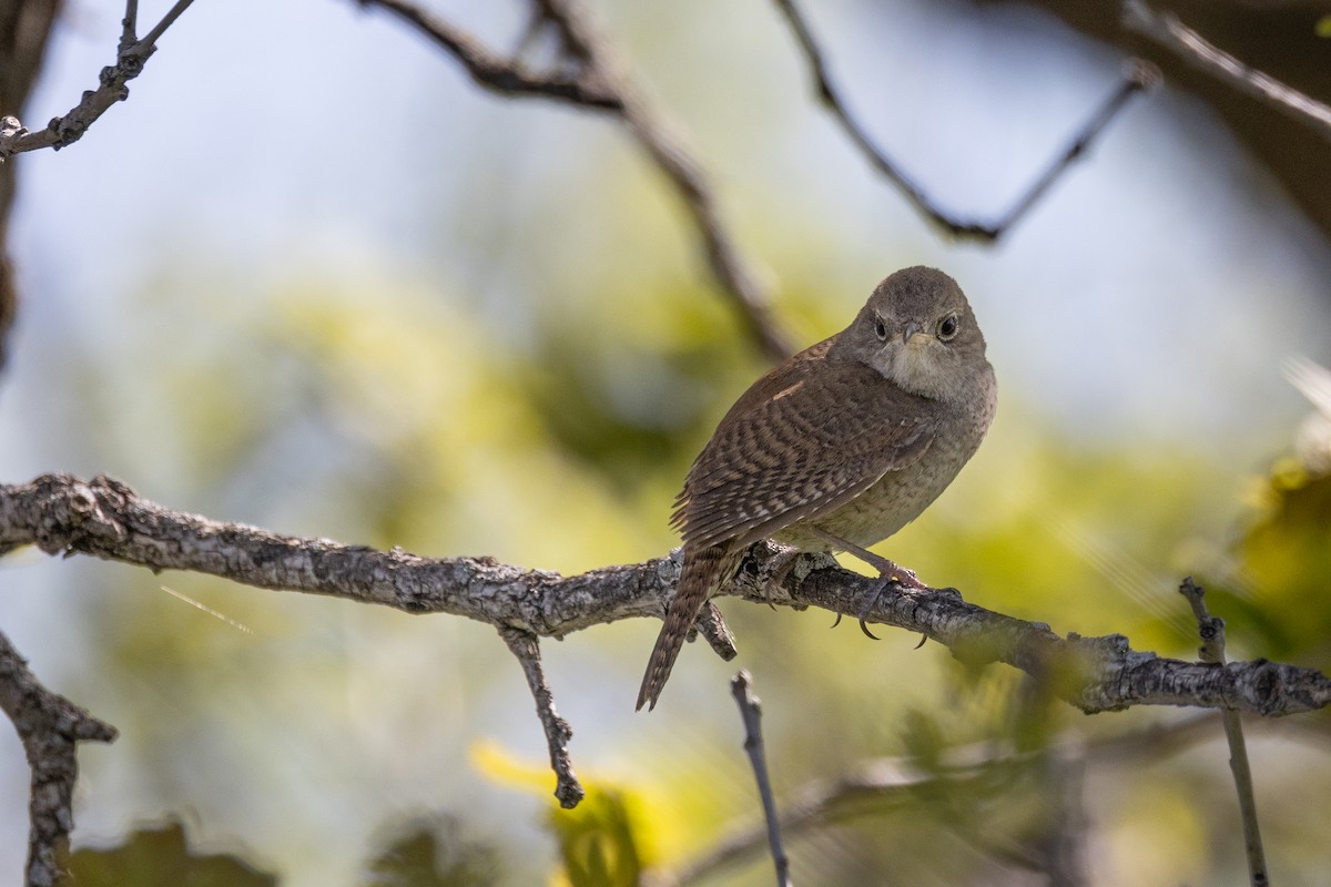 Northern House Wren - ML637709442
