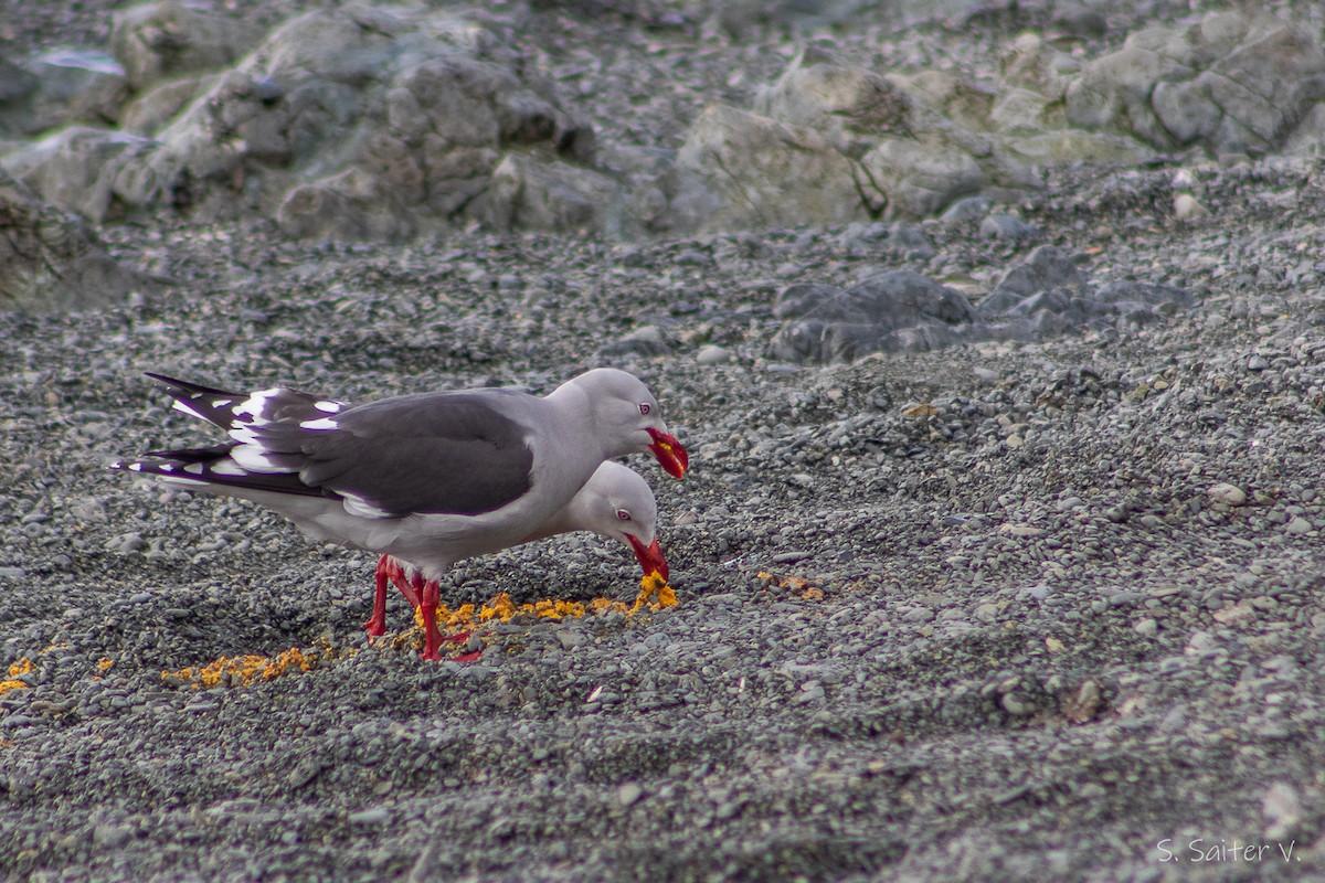 Dolphin Gull - ML637709443