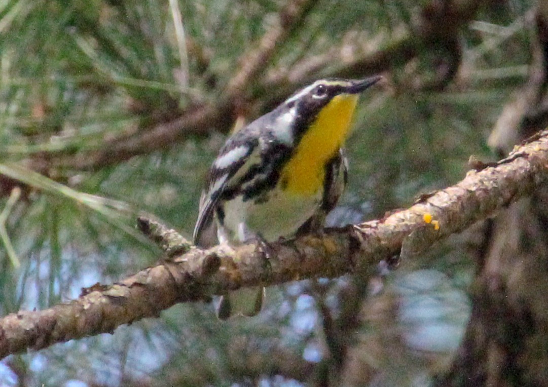 Yellow-throated Warbler - ML637709444