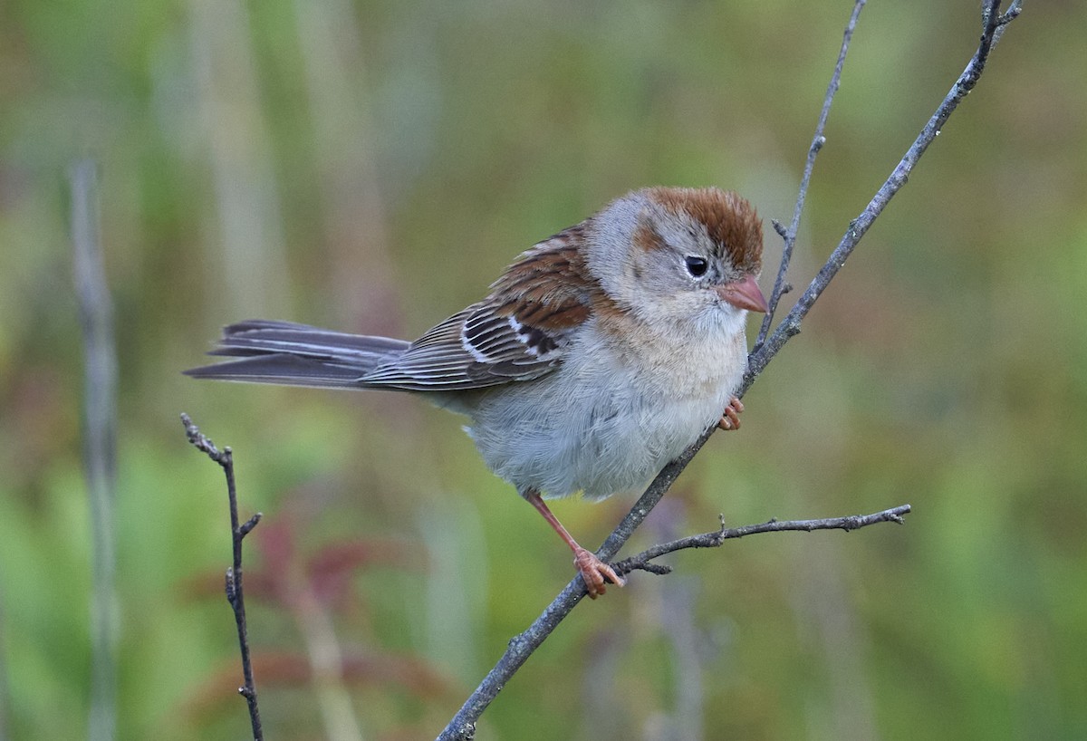 Field Sparrow - ML637709445