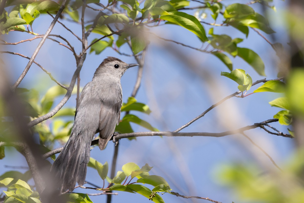 Gray Catbird - ML637709446