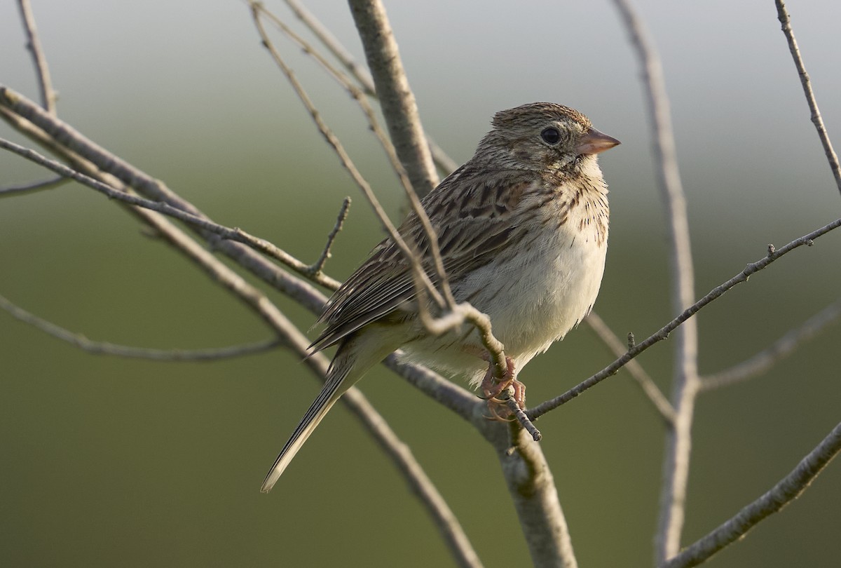 Vesper Sparrow - ML637709447