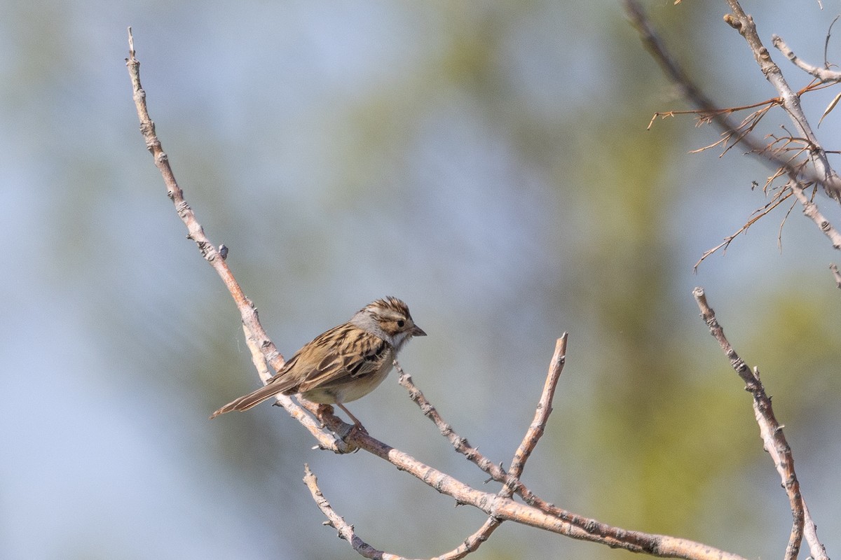 Clay-colored Sparrow - ML637709452