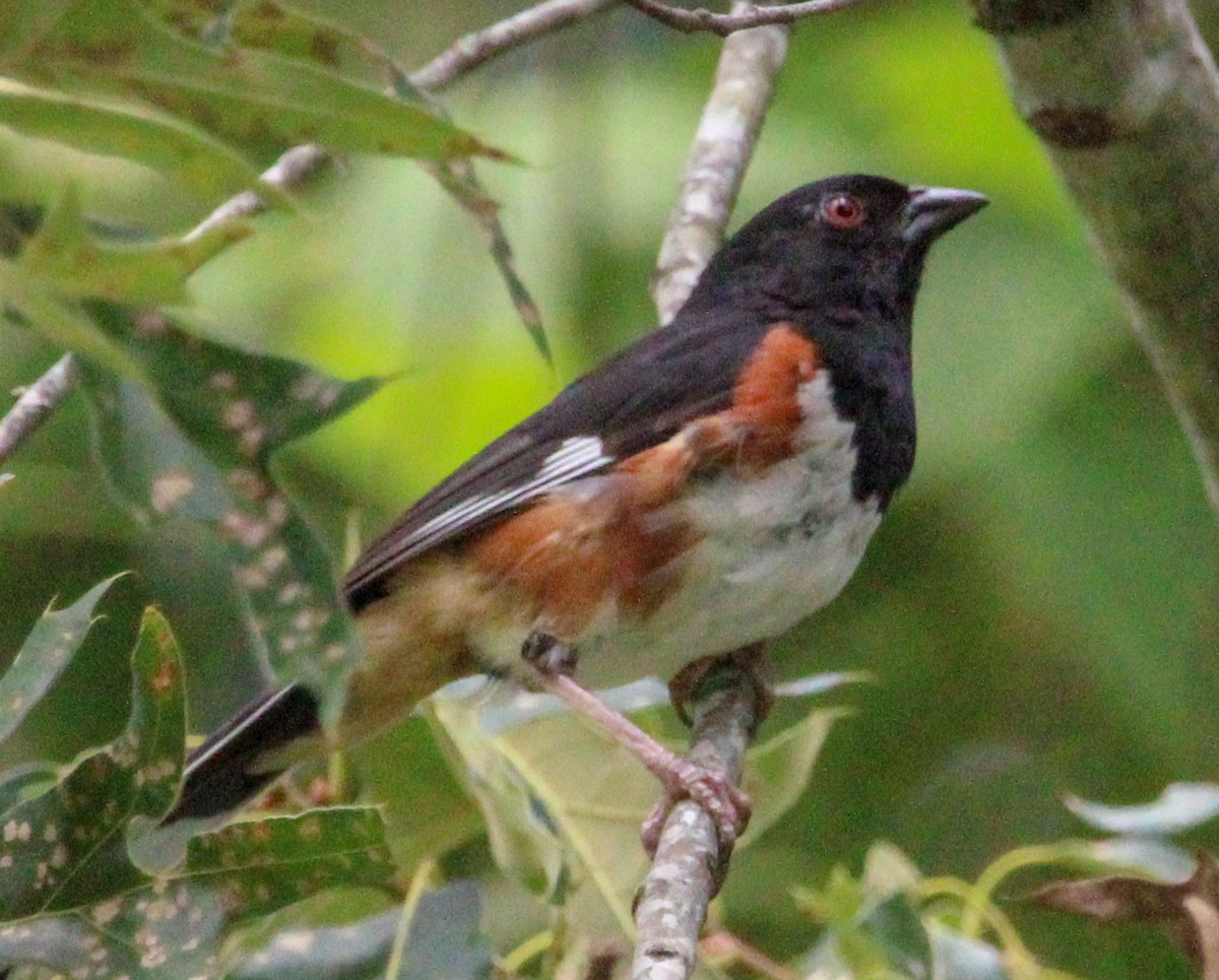 Eastern Towhee - ML637709453