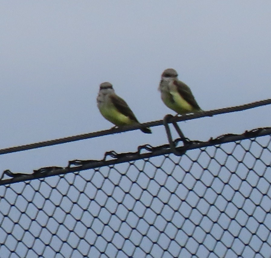 Western Kingbird - ML637709461