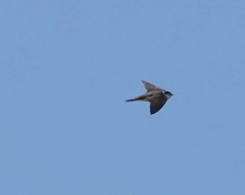 Bank Swallow - ML637709464