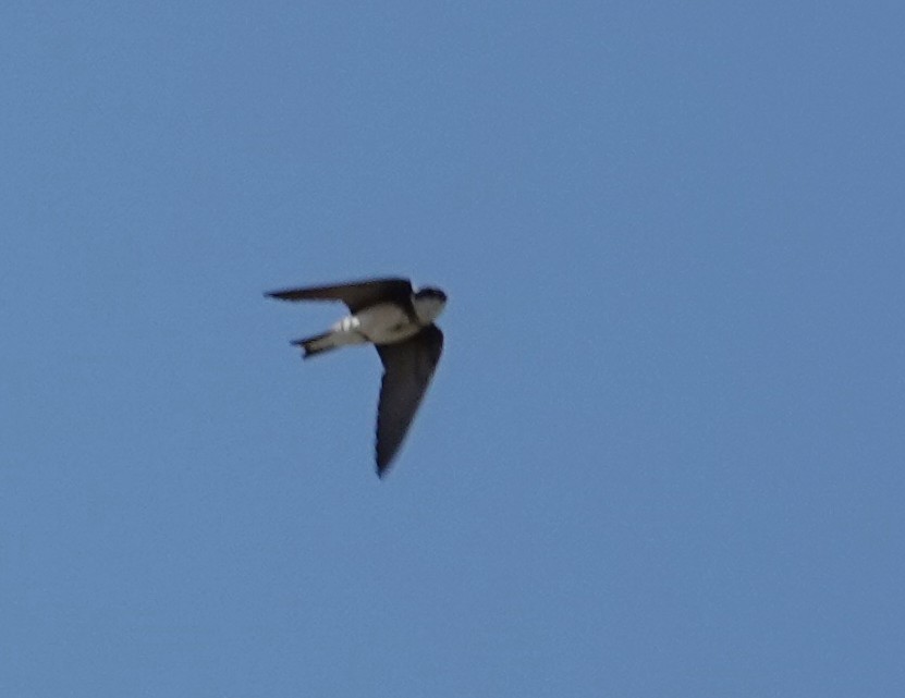 Bank Swallow - ML637709465