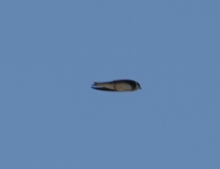 Bank Swallow - ML637709466