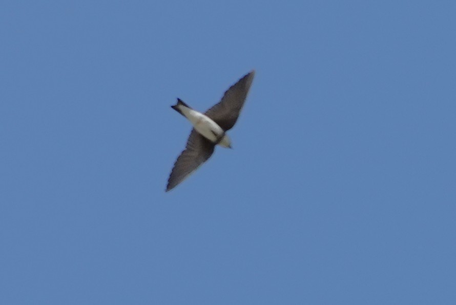 Bank Swallow - ML637709467