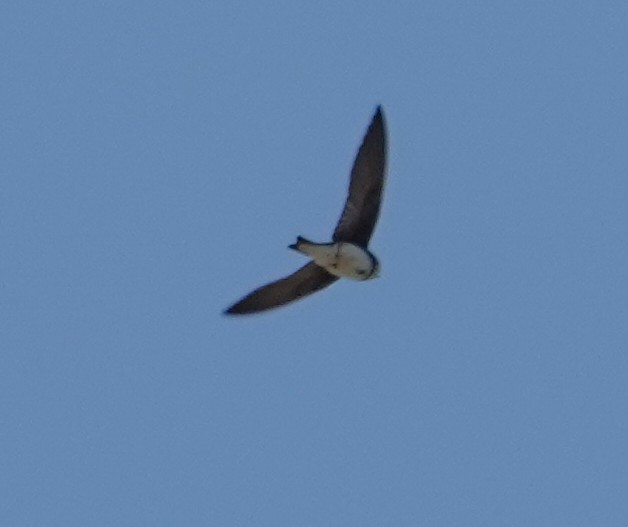 Bank Swallow - ML637709468