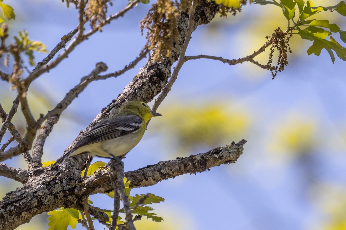 Yellow-throated Vireo - ML637709470