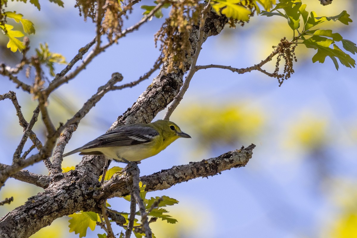 Yellow-throated Vireo - ML637709471