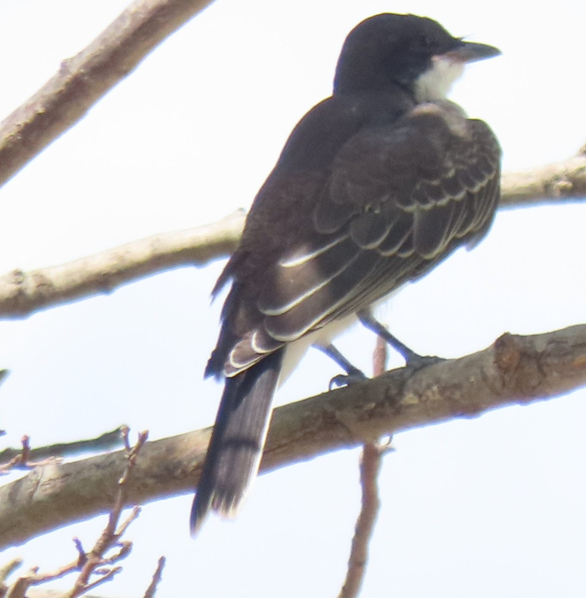 Eastern Kingbird - ML637709474