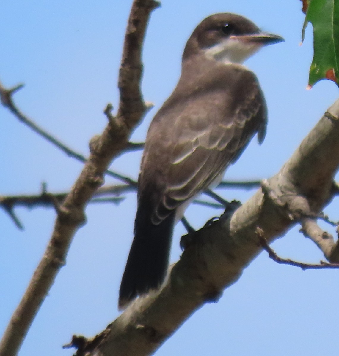 Eastern Kingbird - ML637709475
