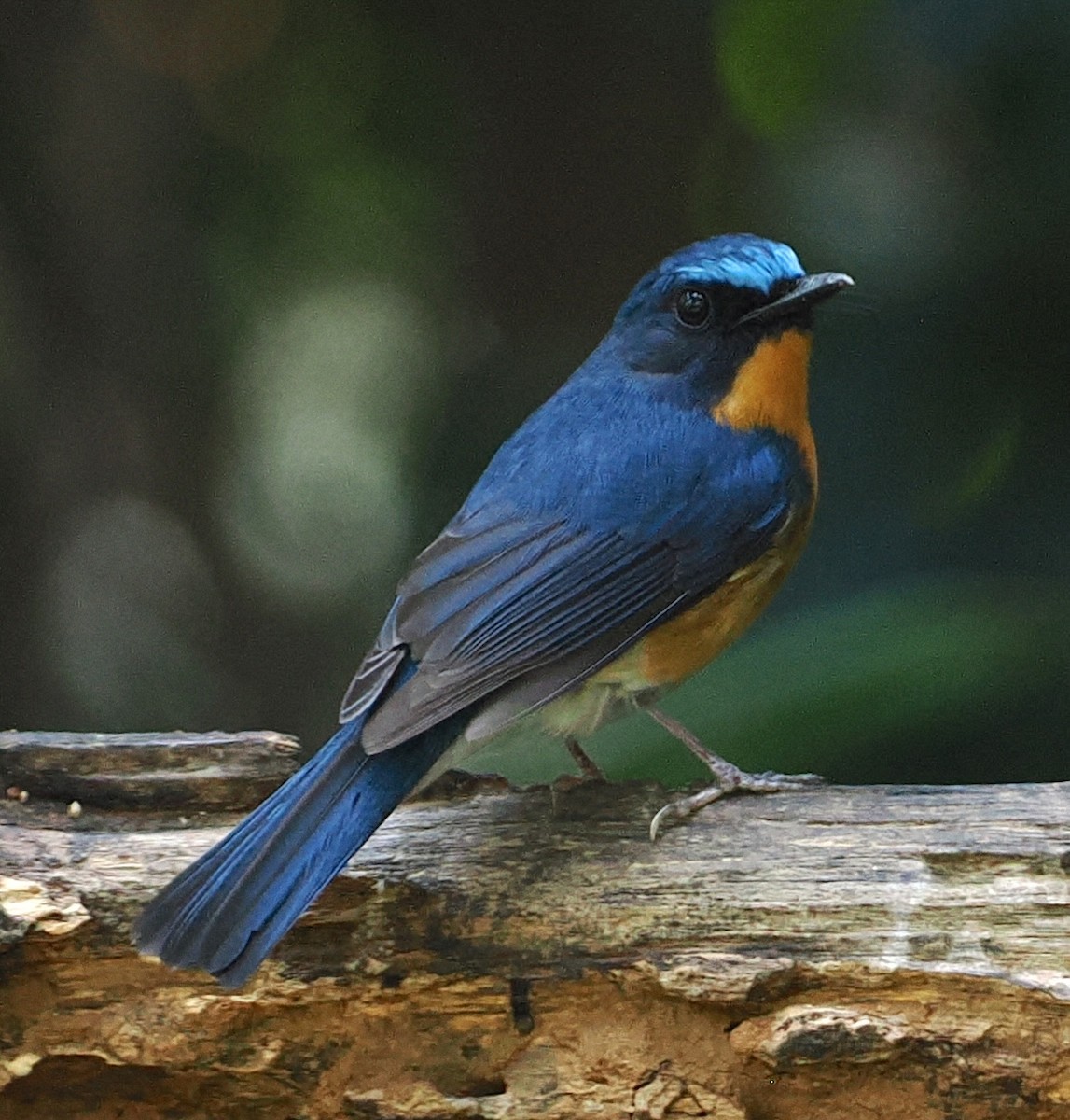 Hill Blue Flycatcher - ML637709480