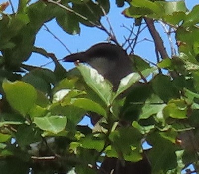 Gray Kingbird - ML637709481