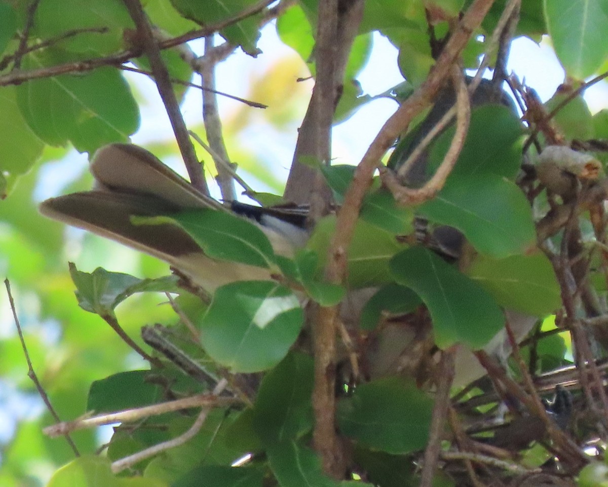 Gray Kingbird - ML637709482