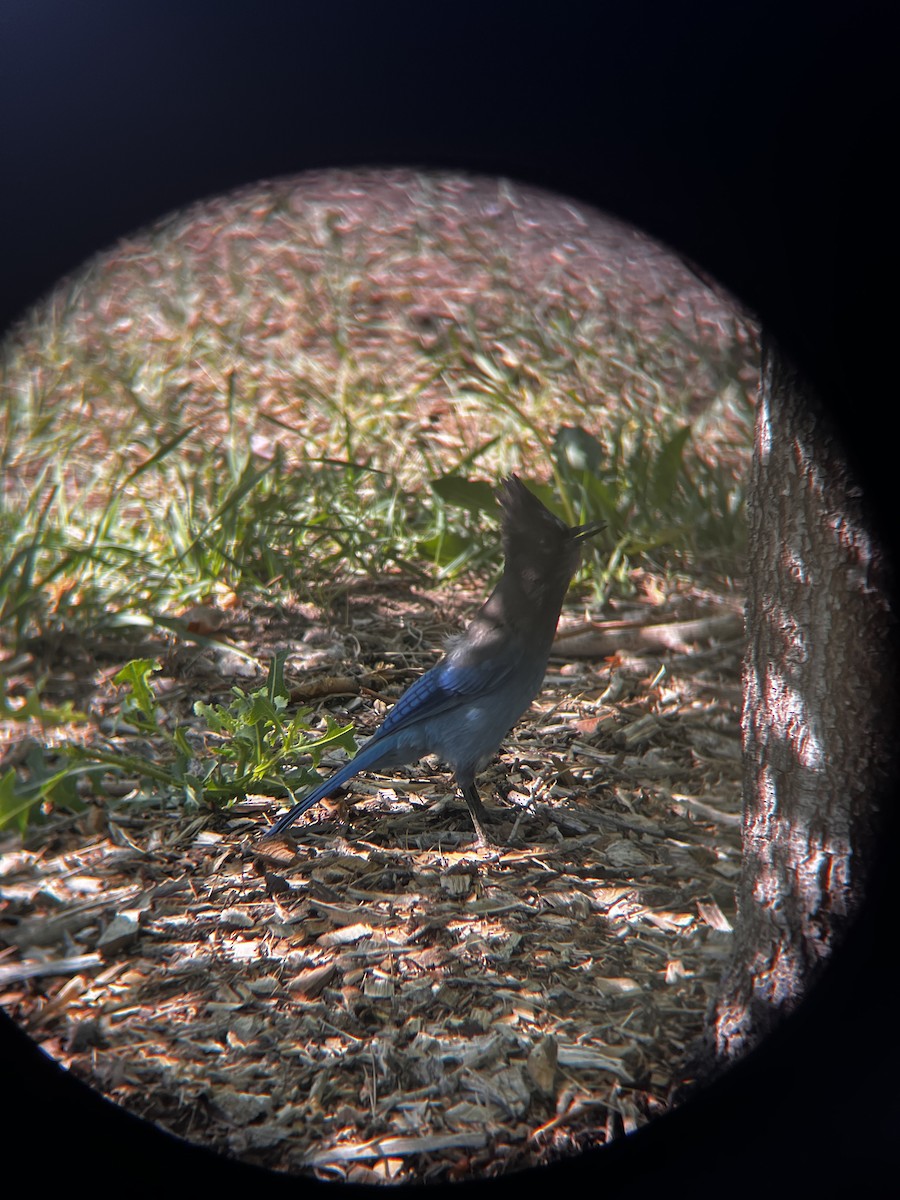Steller's Jay - ML637709489