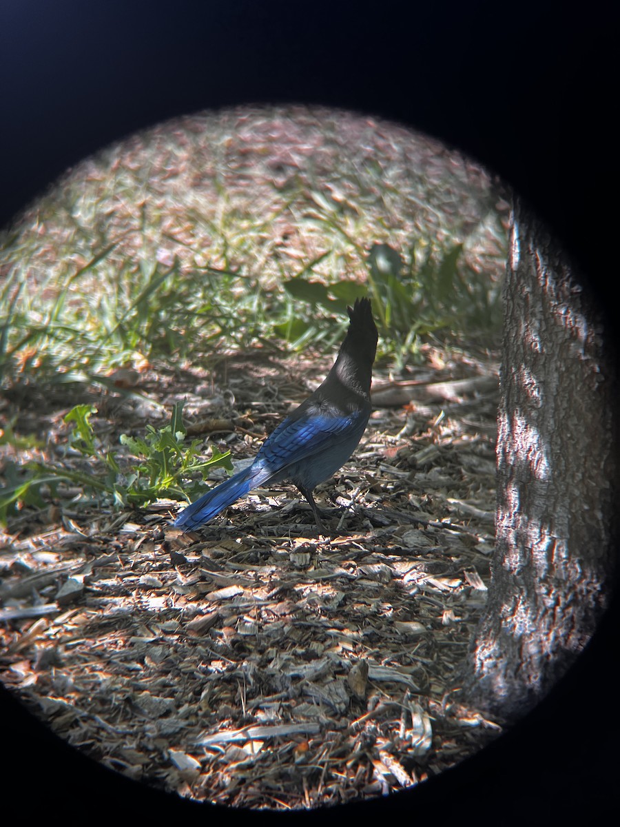Steller's Jay - ML637709490