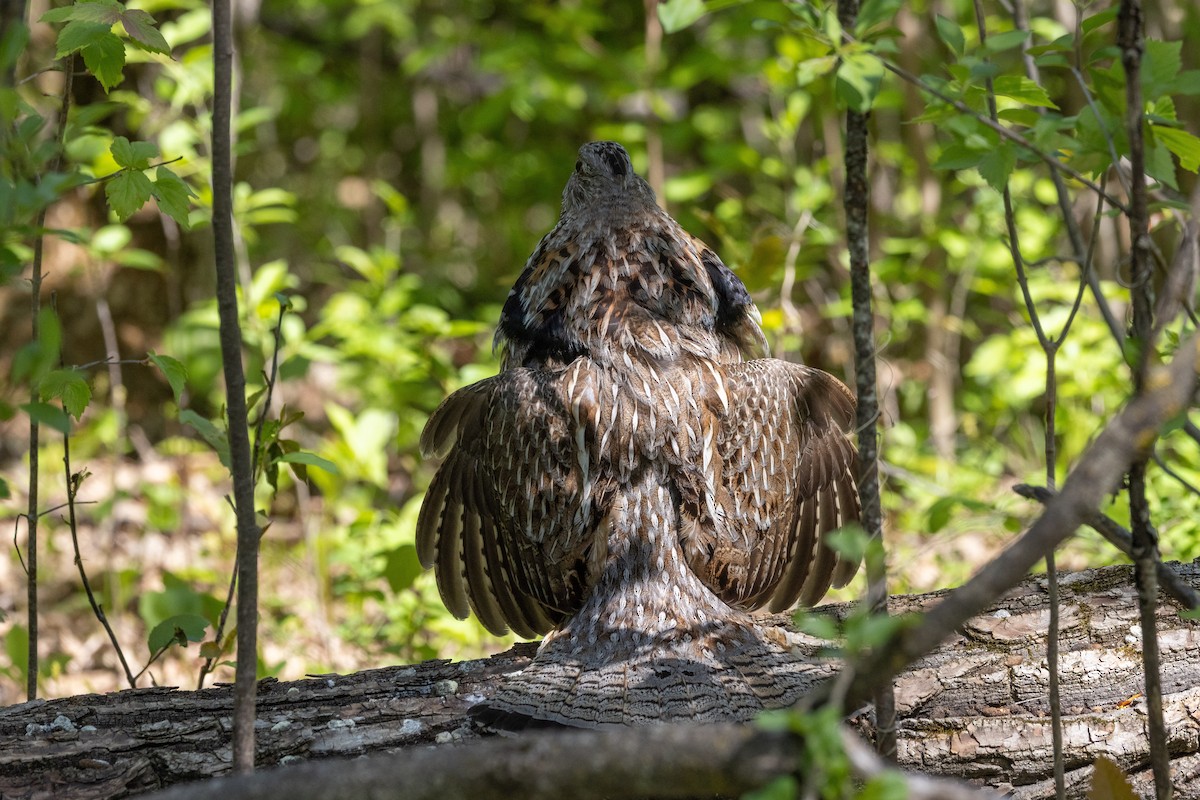 Ruffed Grouse - ML637709494
