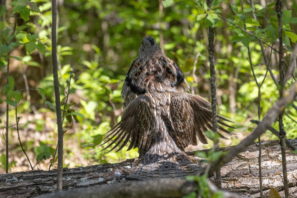 Ruffed Grouse - ML637709495