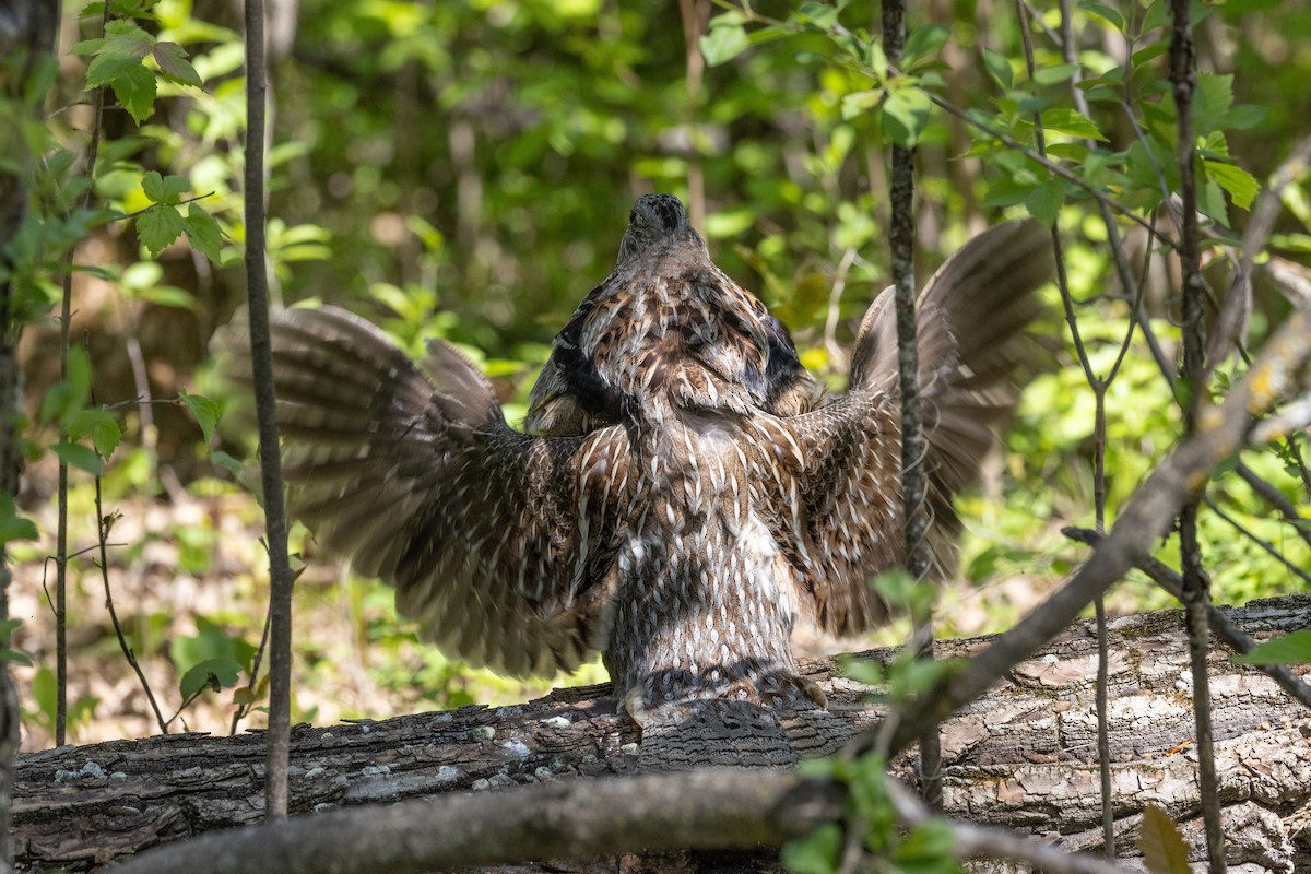 Ruffed Grouse - ML637709496