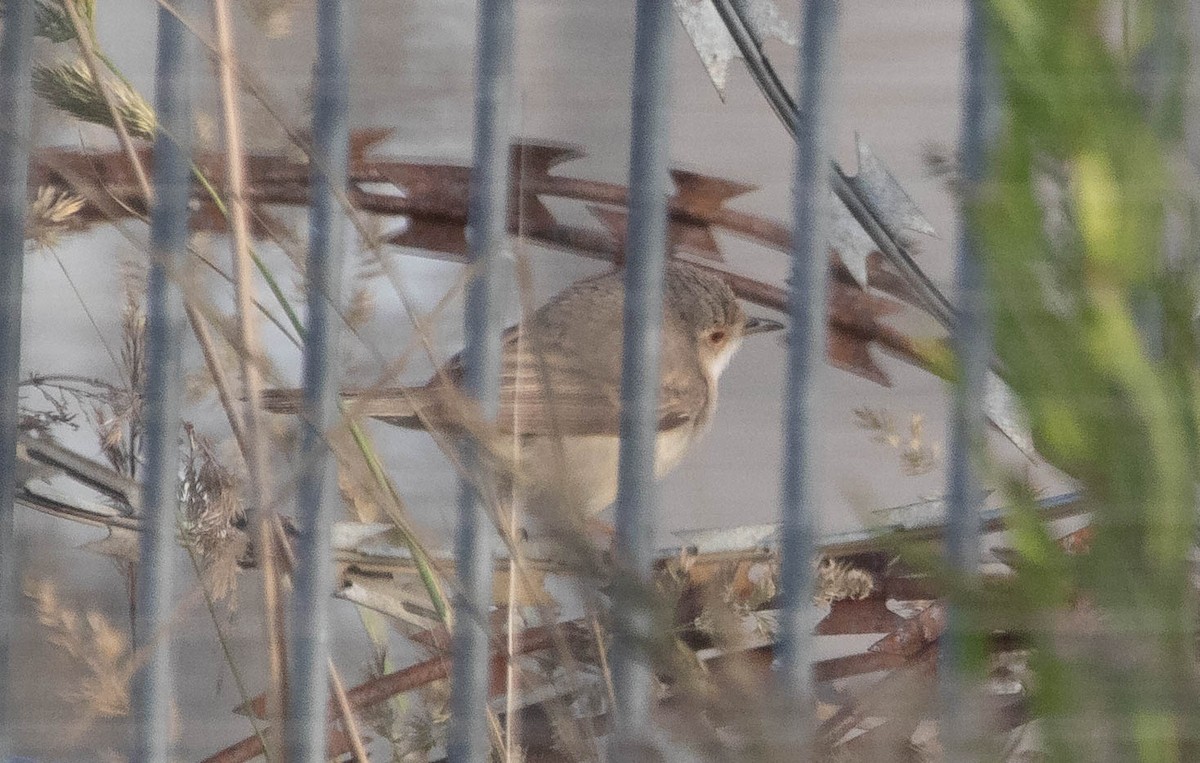 Western/Eastern Subalpine Warbler - ML637709499