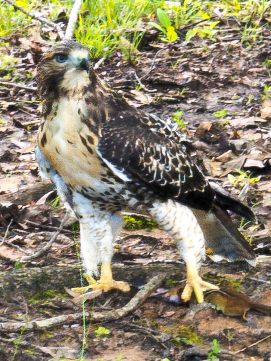 Red-tailed Hawk - ML637709501