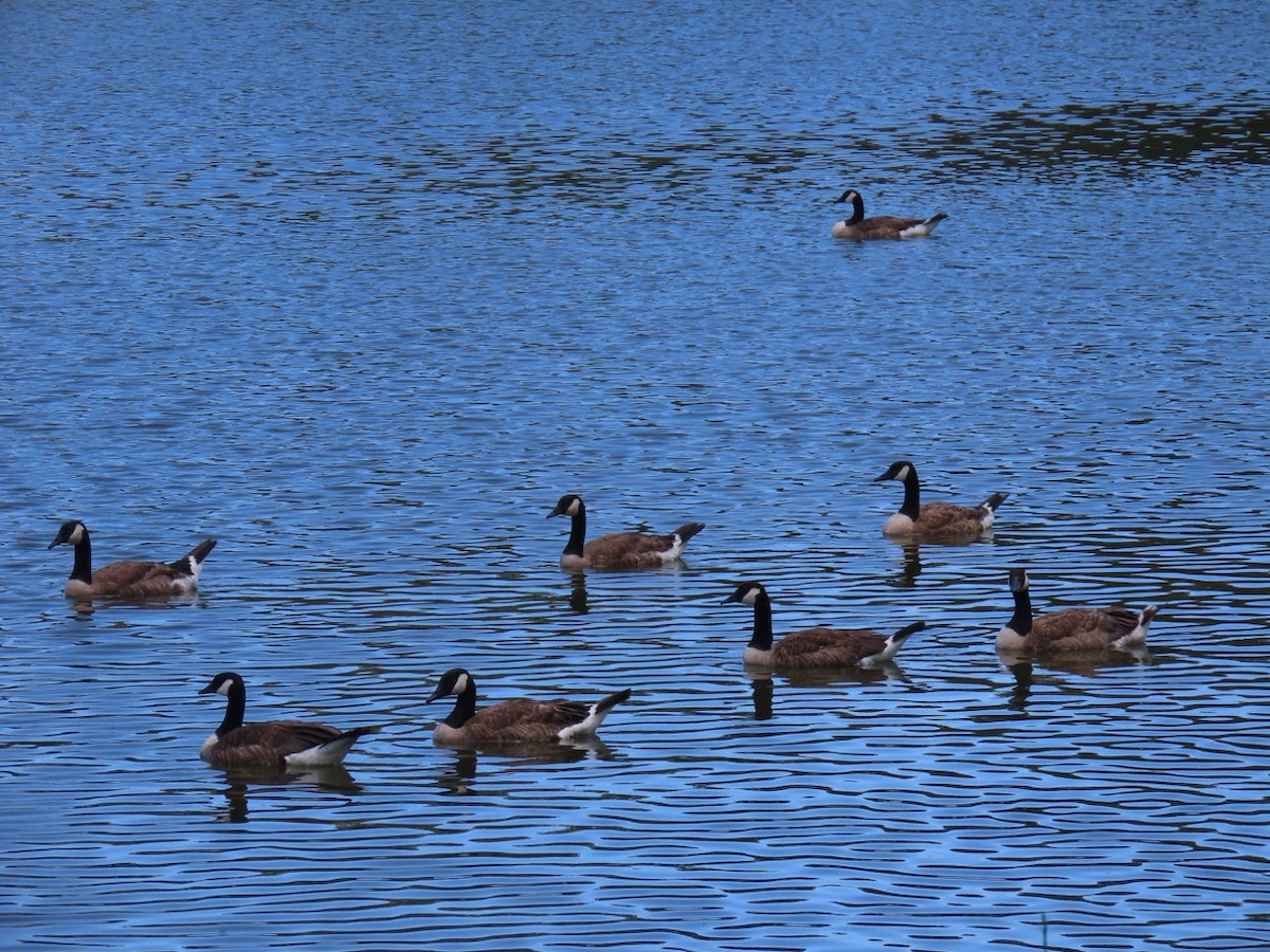 Canada Goose - ML637709503