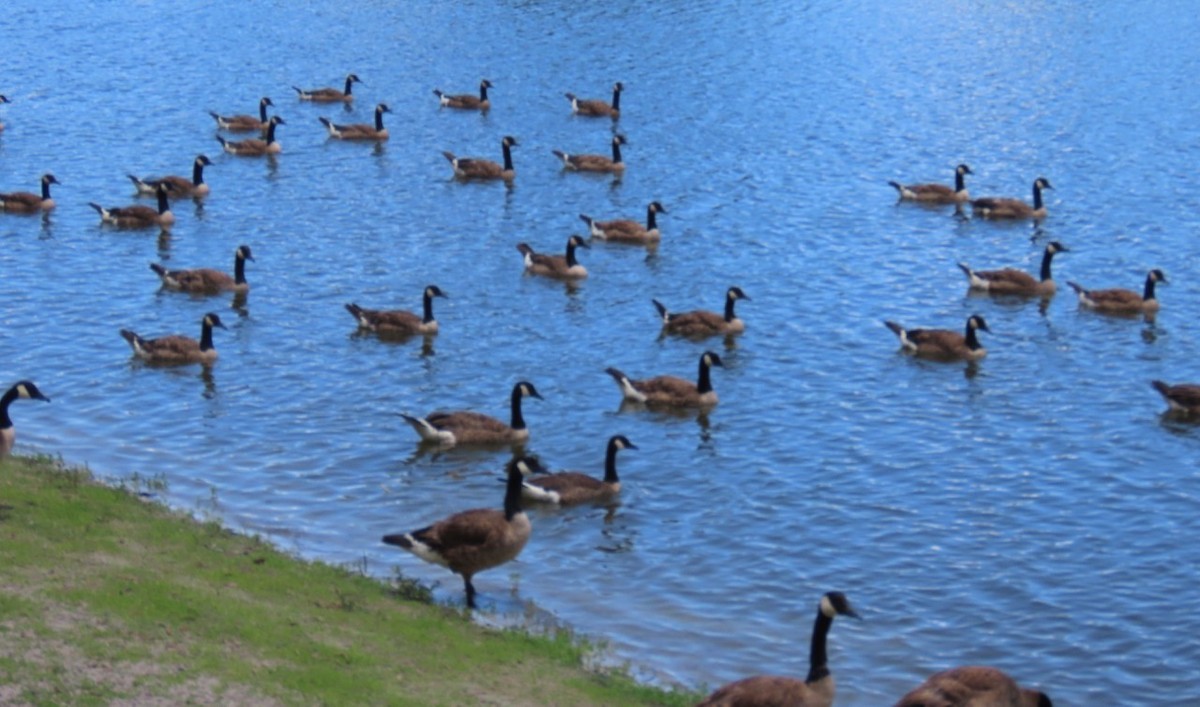 Canada Goose - ML637709504