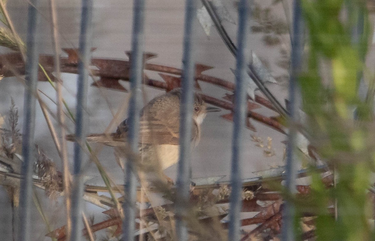 Western/Eastern Subalpine Warbler - ML637709506